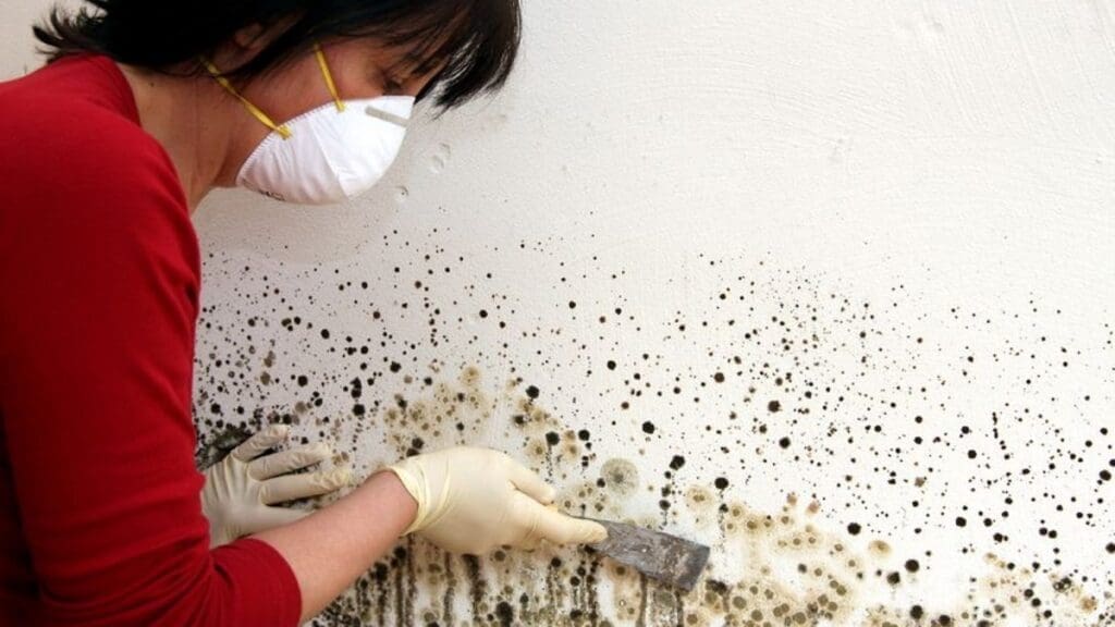 a girl is cleaning the mold spores