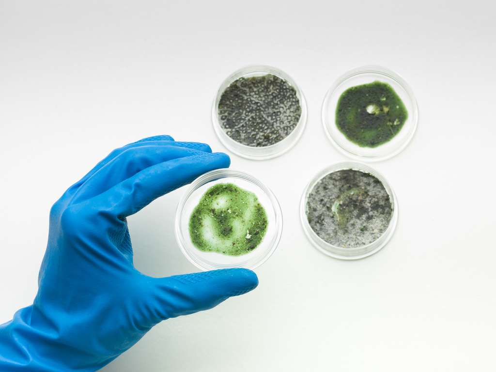 close shot of a hand wearing protective glove holding a petri dish of mold samples, three petri dishes on table as well.