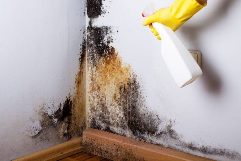 a person spraying a mold removal solution on the mold on wall.