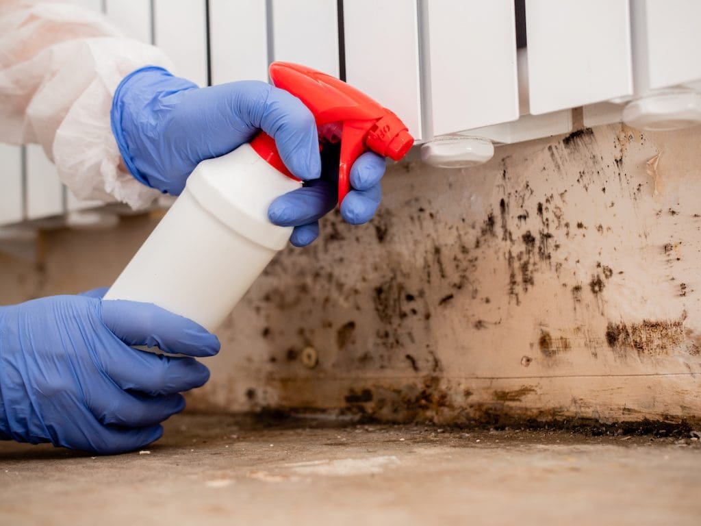 a person is spraying mold on the mold on wall.