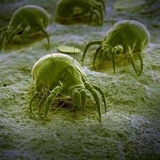 dust mites as allergens