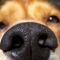 A dog uses his nose to test the environment around him